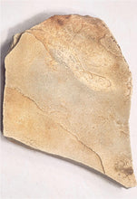 Load image into Gallery viewer, Nama Formation Fossil Fish River Canyon Namibia PFNNF 2
